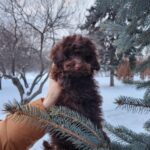 Gavin-male-toy-podlee-puppy-for-sale-1 (2)