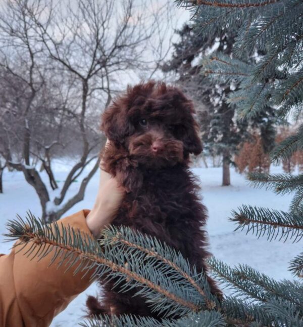 Gavin Toy Poodle Gavin Toy Poodle