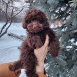 Gavin-male-toy-podlee-puppy-for-sale-1 (3)