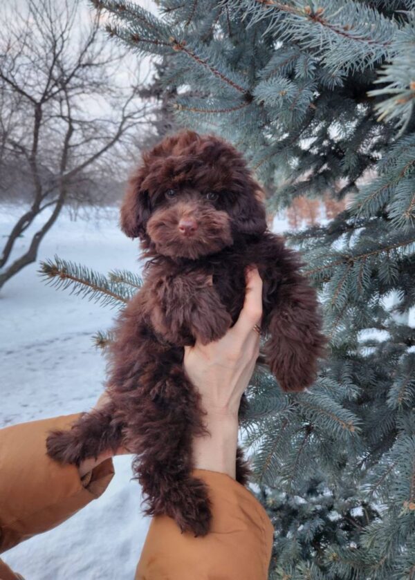 Gavin Toy Poodle Gavin Toy Poodle