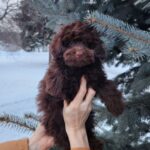 Gavin-male-toy-podlee-puppy-for-sale-1 (4)