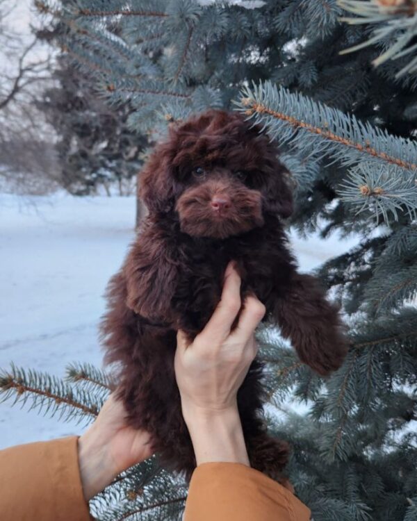 Gavin Toy Poodle Gavin Toy Poodle