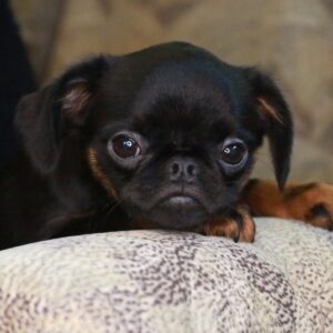 Gemma Brabant Griffon Gemma Brabant Griffon