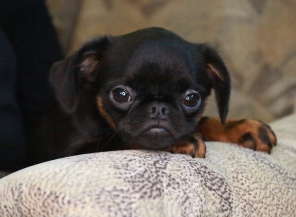 Gemma Brabant Griffon Gemma Brabant Griffon