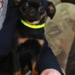 Gemma-female-brabant-griffin-puppy-for-sale-1 (3)