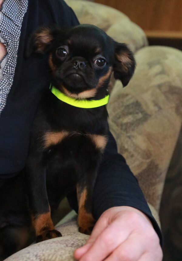 Gemma Brabant Griffon Gemma Brabant Griffon