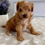 Gems-male-Maltipoo-puppy-for-sale-1