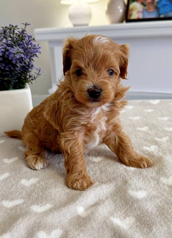 Gems Maltipoo Gems Maltipoo