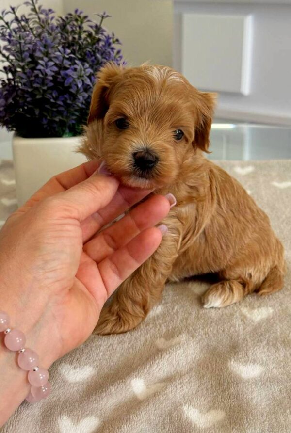 Gems Maltipoo Gems Maltipoo