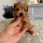 Gems-male-Maltipoo-puppy-for-sale-3