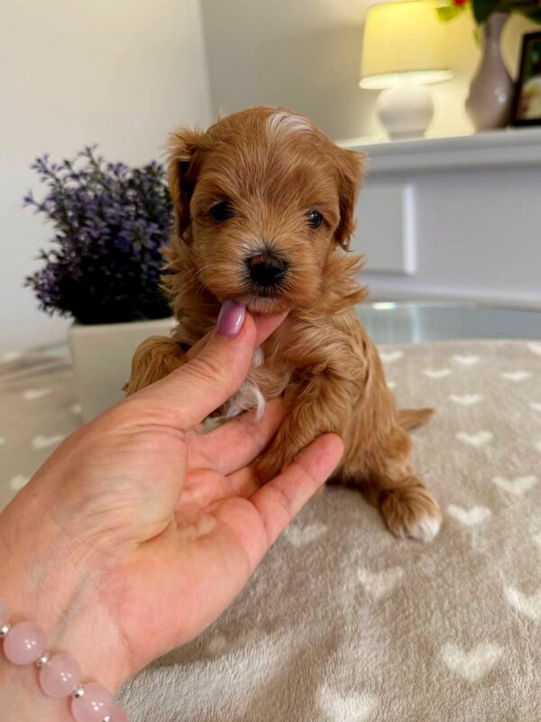 Gems Maltipoo Gems Maltipoo