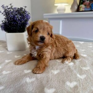 Gems Maltipoo Gems Maltipoo