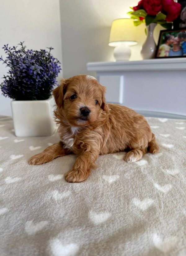 Gems Maltipoo Gems Maltipoo