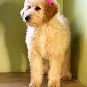 Ginny Labradoodle Ginny Labradoodle