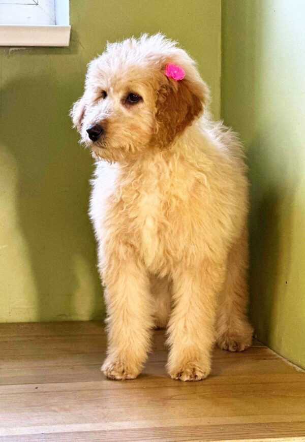 Ginny Labradoodle Ginny Labradoodle