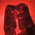 Girls-and-Boys-female-german-shepherd-puppy-for-sale-1 (1)