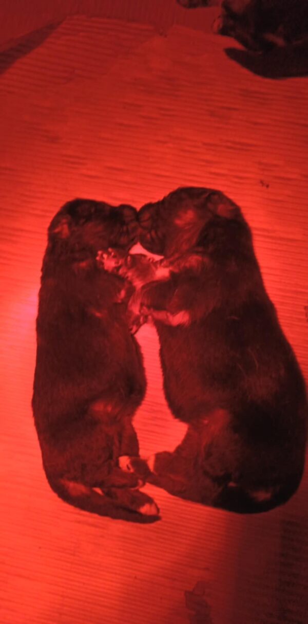 Girls and Boys German Shepherd Girls and Boys German Shepherd