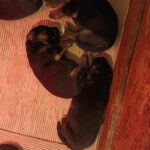 Girls-and-Boys-female-german-shepherd-puppy-for-sale-1 (2)