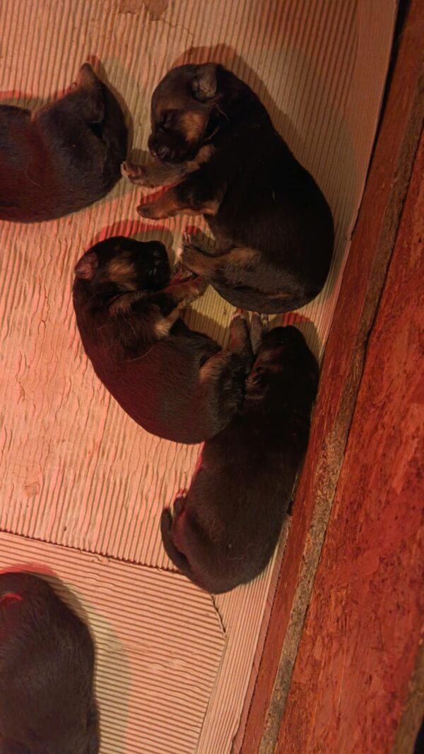 Girls and Boys German Shepherd Girls and Boys German Shepherd