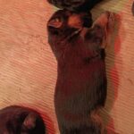 Girls-and-Boys-female-german-shepherd-puppy-for-sale-1 (3)