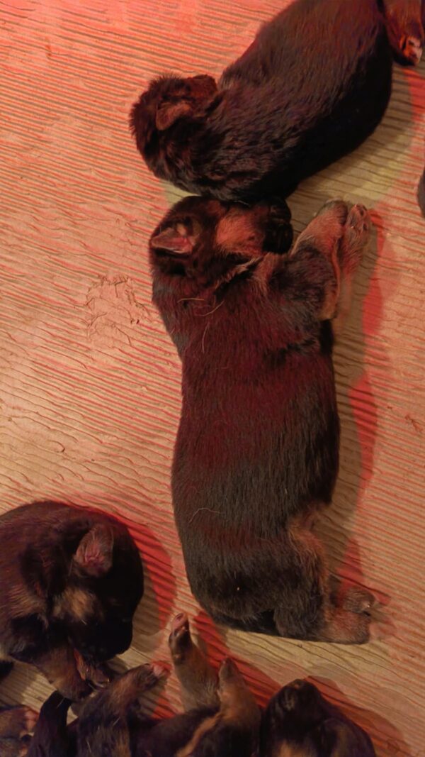 Girls and Boys German Shepherd Girls and Boys German Shepherd