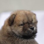 Giselle-female-chow-chow-puppy-for-sale-1 (1)