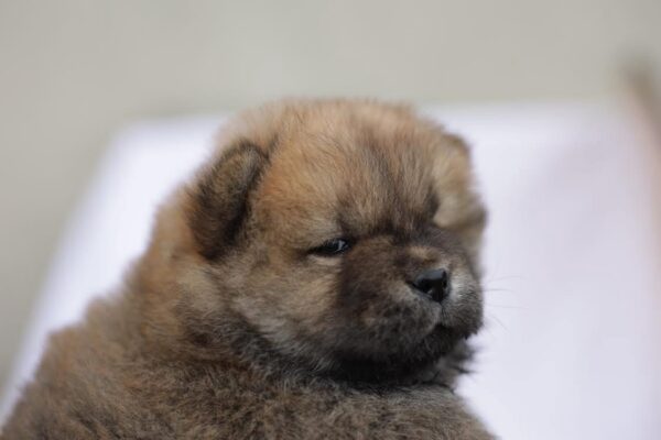 Giselle Chow-Chow Giselle Chow-Chow