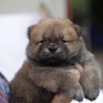 Giselle-female-chow-chow-puppy-for-sale-1 (2)