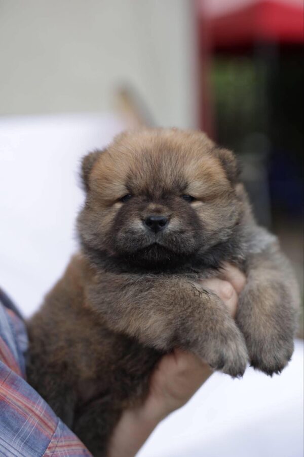 Giselle Chow-Chow Giselle Chow-Chow