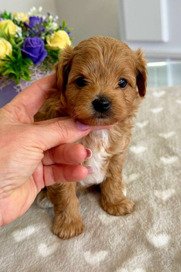 Gizmo Maltipoo Gizmo Maltipoo