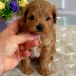 Gizmo-male-Maltipoo-puppy-for-sale-2