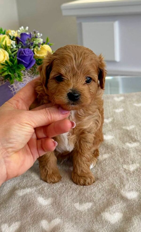 Gizmo Maltipoo Gizmo Maltipoo