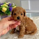 Gizmo-male-Maltipoo-puppy-for-sale-4
