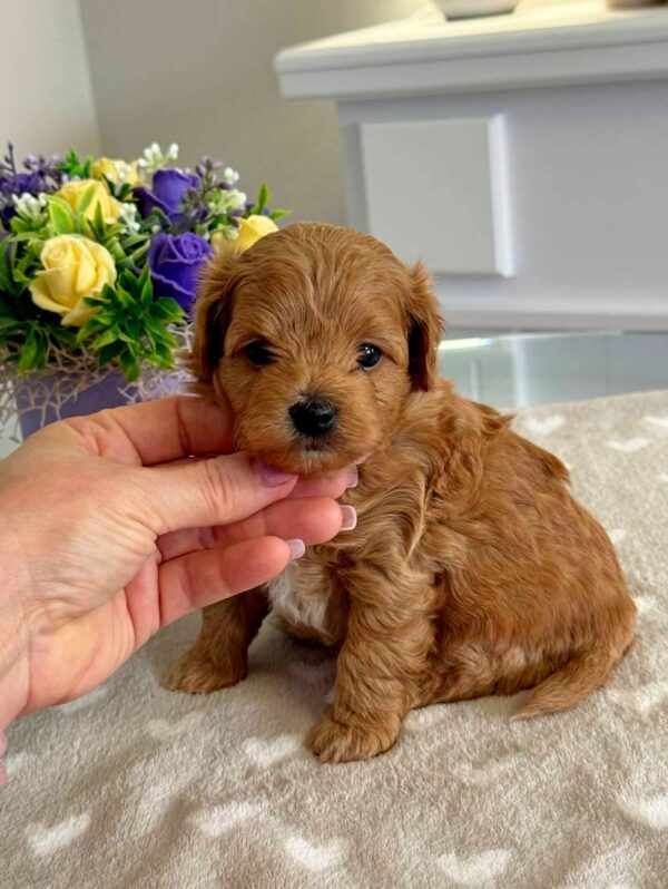 Gizmo Maltipoo Gizmo Maltipoo