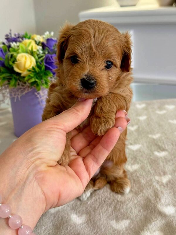 Gizmo Maltipoo Gizmo Maltipoo