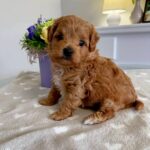 Gizmo-male-Maltipoo-puppy-for-sale-6