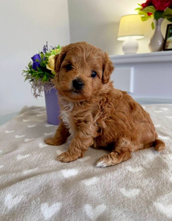 Gizmo Maltipoo Gizmo Maltipoo