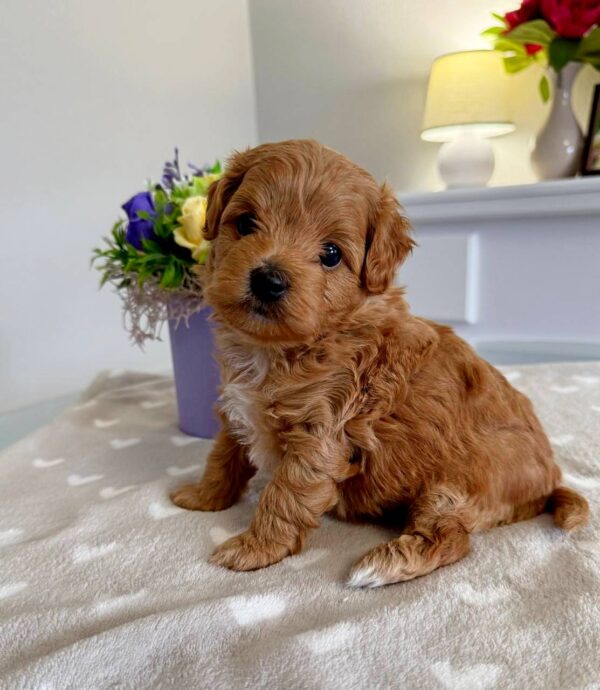 Gizmo Maltipoo Gizmo Maltipoo