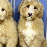 Godrick-male-Labradoodle-puppy-for-sale-1