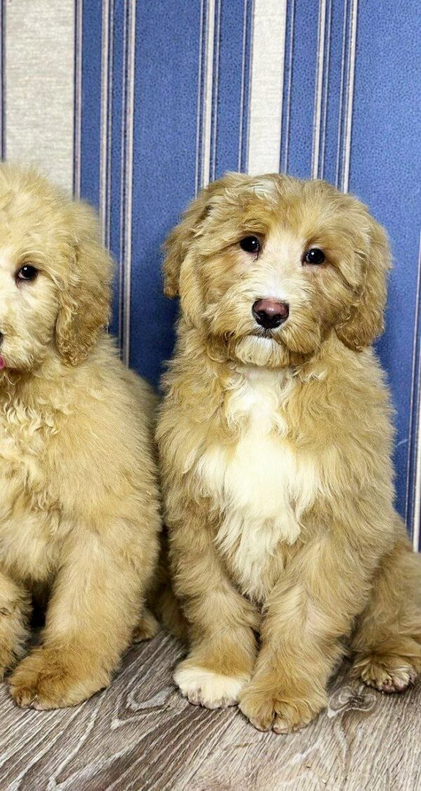 Godrick Labradoodle Godrick Labradoodle