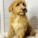 Godrick-male-Labradoodle-puppy-for-sale-2