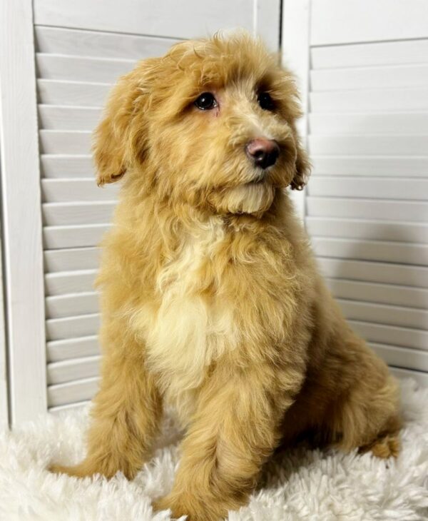 Godrick Labradoodle Godrick Labradoodle