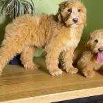 Godrick-male-Labradoodle-puppy-for-sale-3