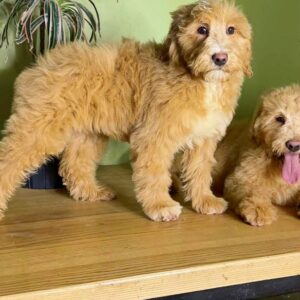 Godrick Labradoodle Godrick Labradoodle