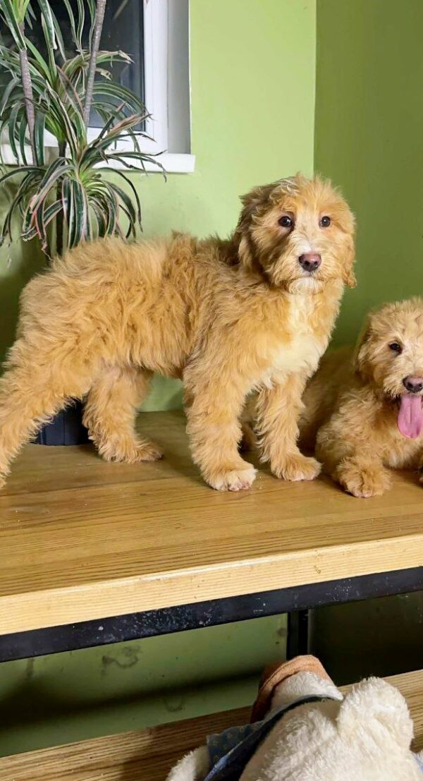 Godrick Labradoodle Godrick Labradoodle