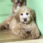 Griffin-male-Labradoodle-puppy-for-sale-1