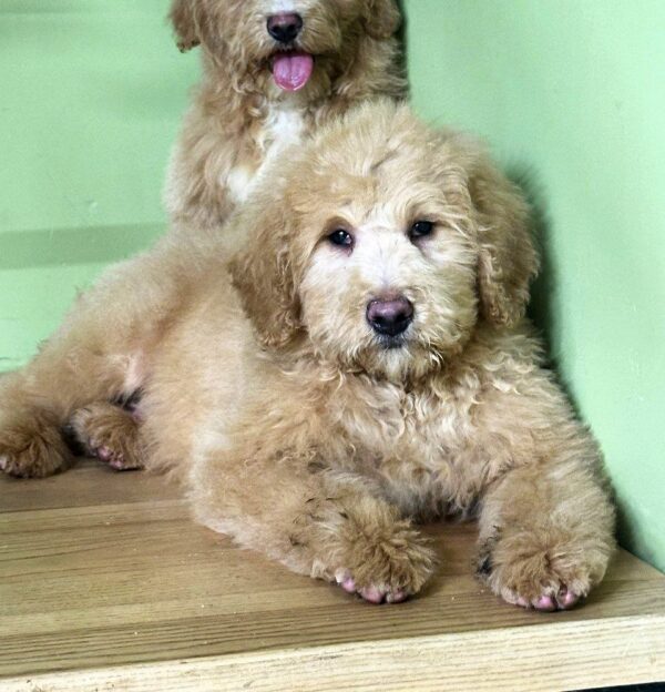 Griffin Labradoodle Griffin Labradoodle