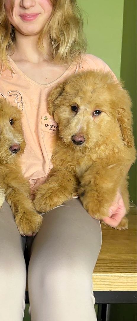 Griffin Labradoodle Griffin Labradoodle