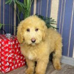 Griffin-male-Labradoodle-puppy-for-sale-3