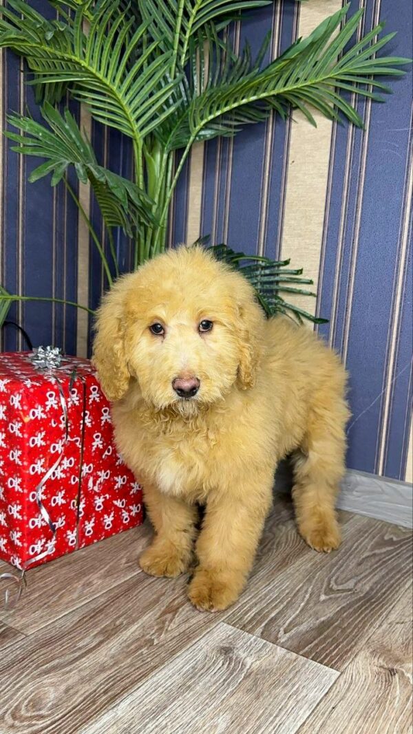 Griffin Labradoodle Griffin Labradoodle